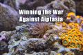 Aiptasia