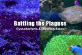 Cyanobacteria & Dinoflagellates