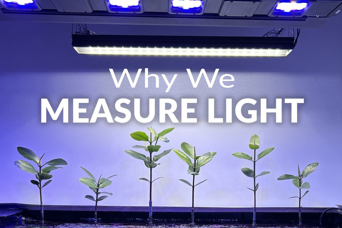 Why We Measure Light