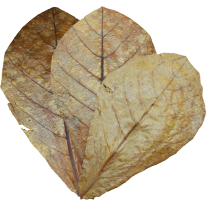 Dennerle Catappa Leaves