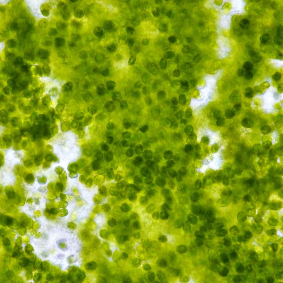 phytoplanktoncloseup_1_1