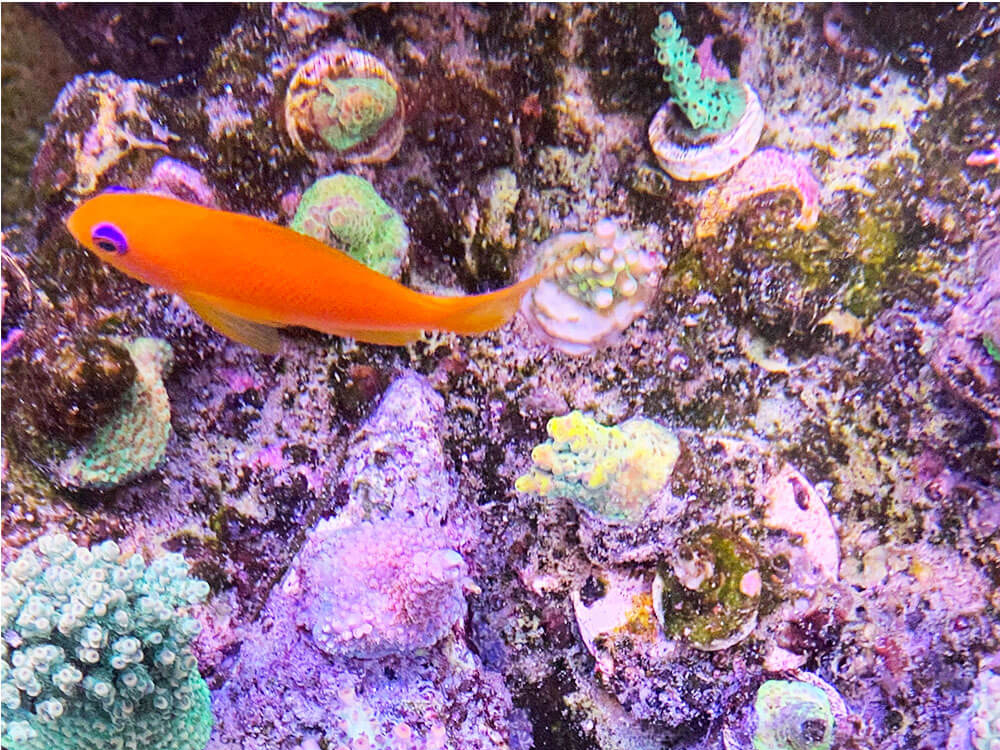 Since most tanks now start out with frags or small maricultured colonies, patience is necessary while waiting for a full tank.