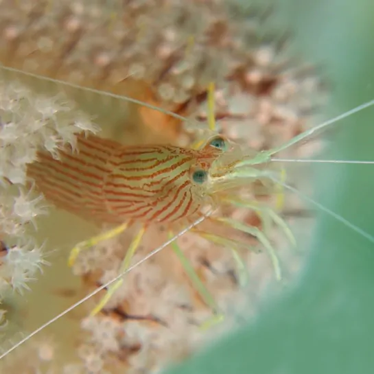 Peppermint_Shrimp_1x1_V2