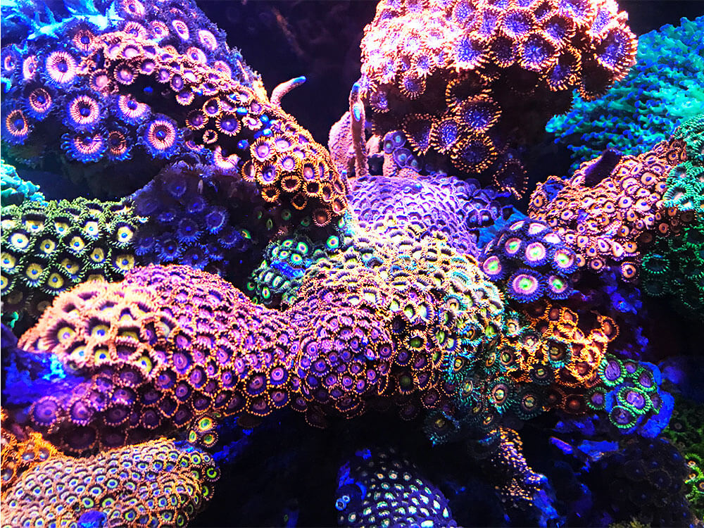 It is now possible to have a successful tank featuring many types of corals like this Zooanthids tank.