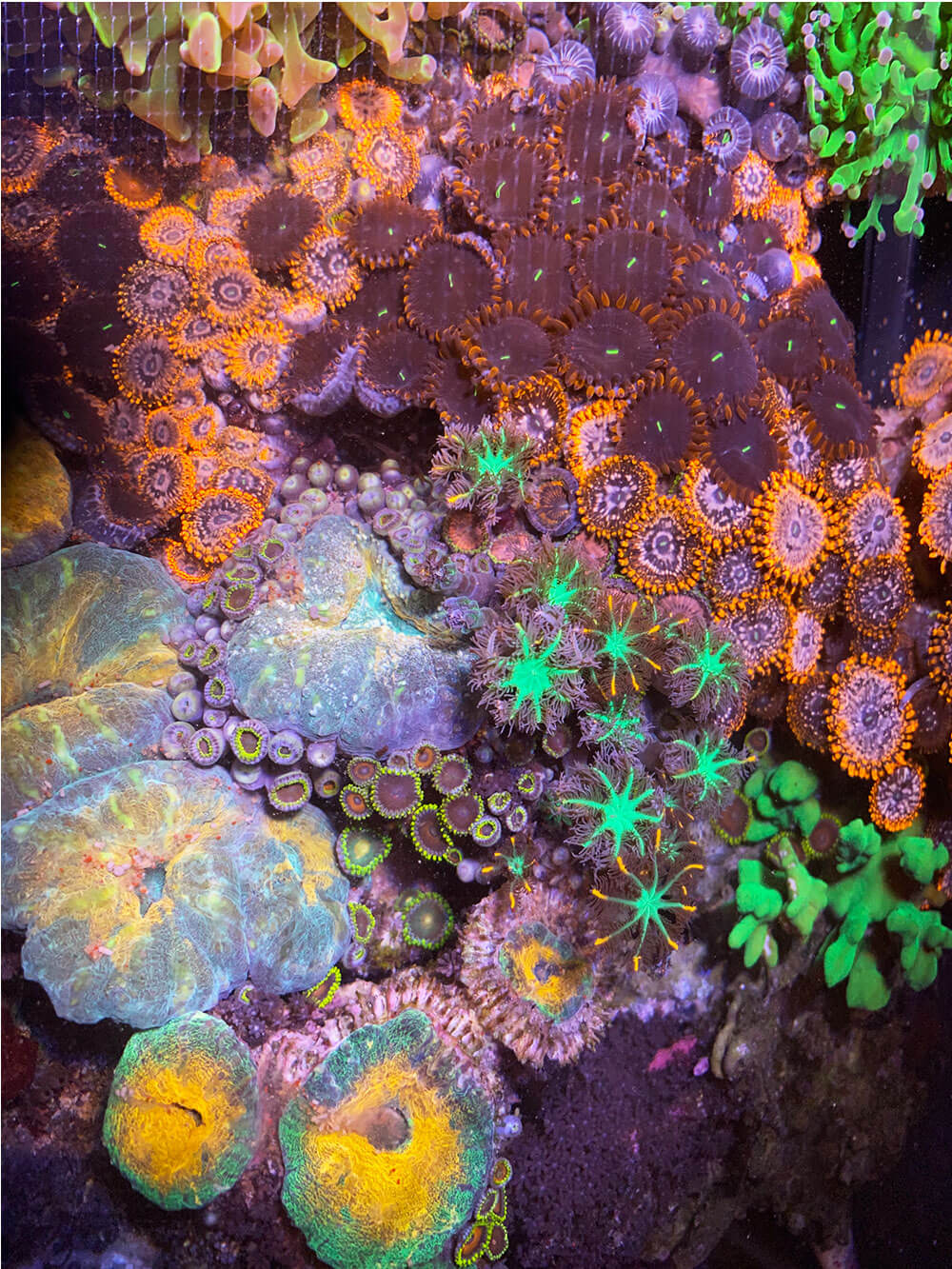 When planned properly a tank can have a variety of mixed corals.