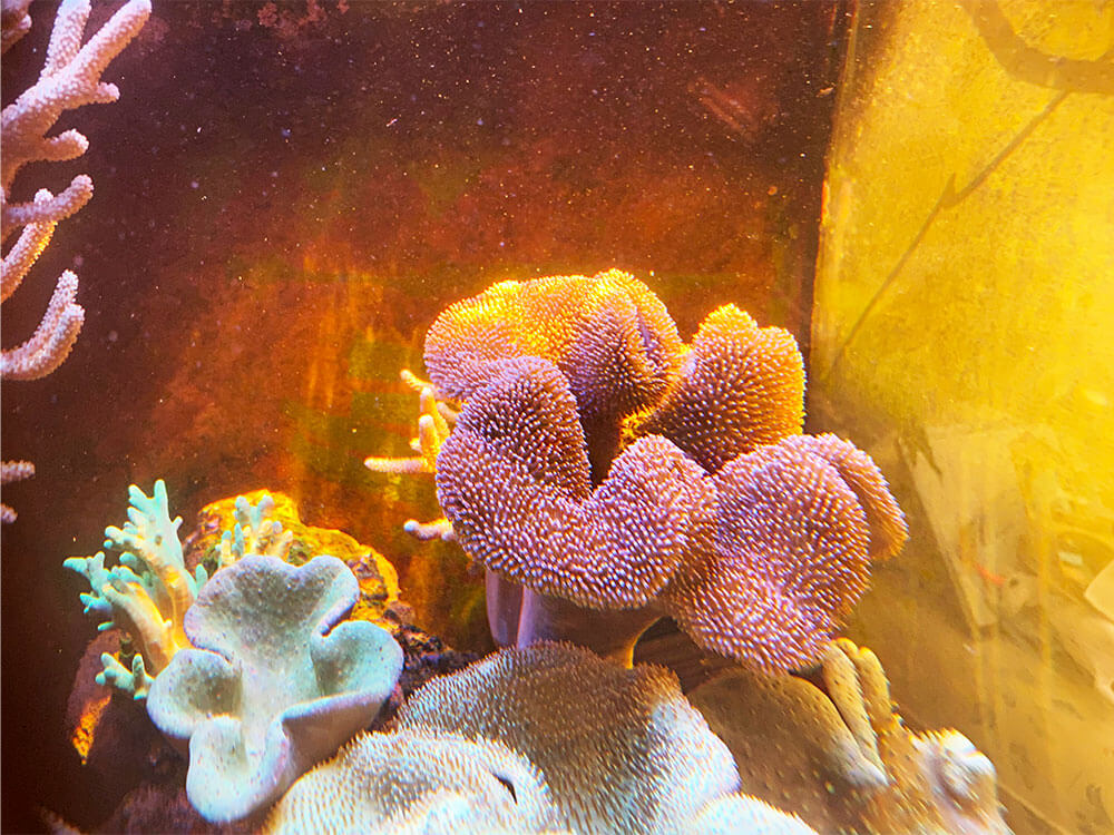 Soft corals like these leather corals are one of the best corals to start out with.