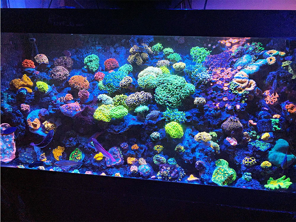 Contrary to popular belief you do not need a huge tank in order to be successful and have one that you enjoy. This is the author's 40-gallon LPS tank.