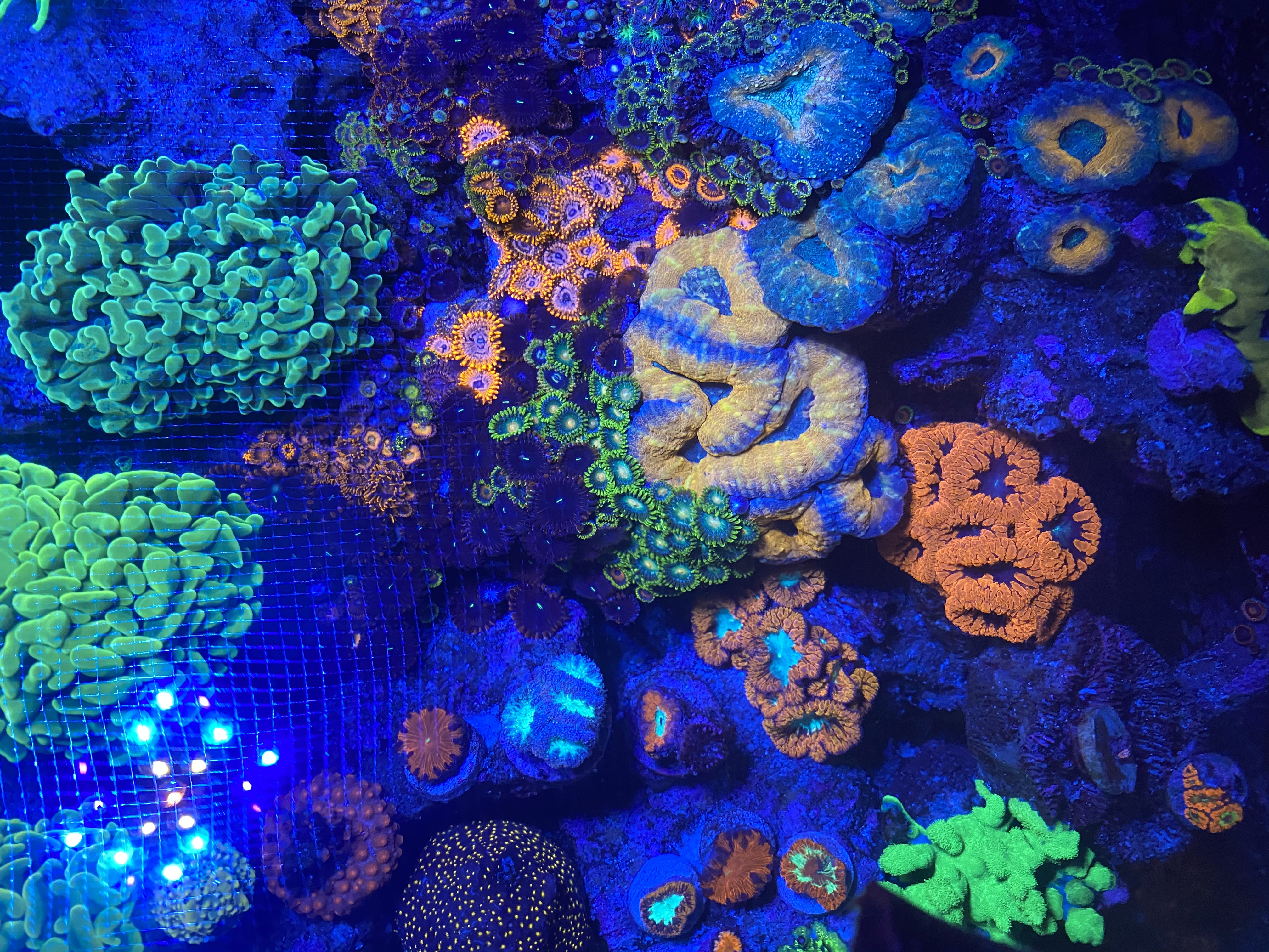 Most LPS corals do not require the flow of SPS or soft corals, but it should still be strong enough to keep detritus from settling on them.