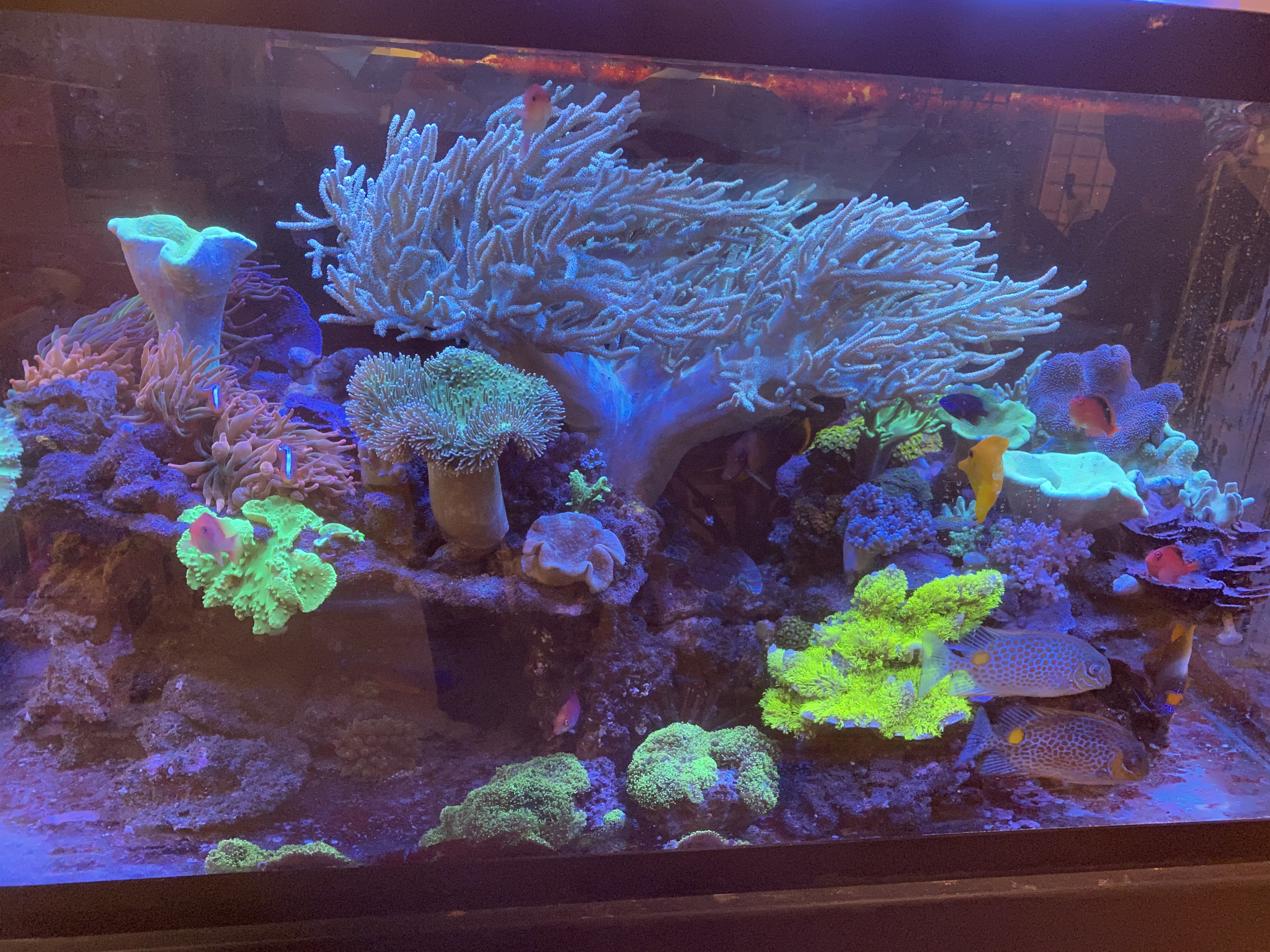 When set up properly, the flow in a soft coral tank can make the corals move to and fro just as they would on the reef.