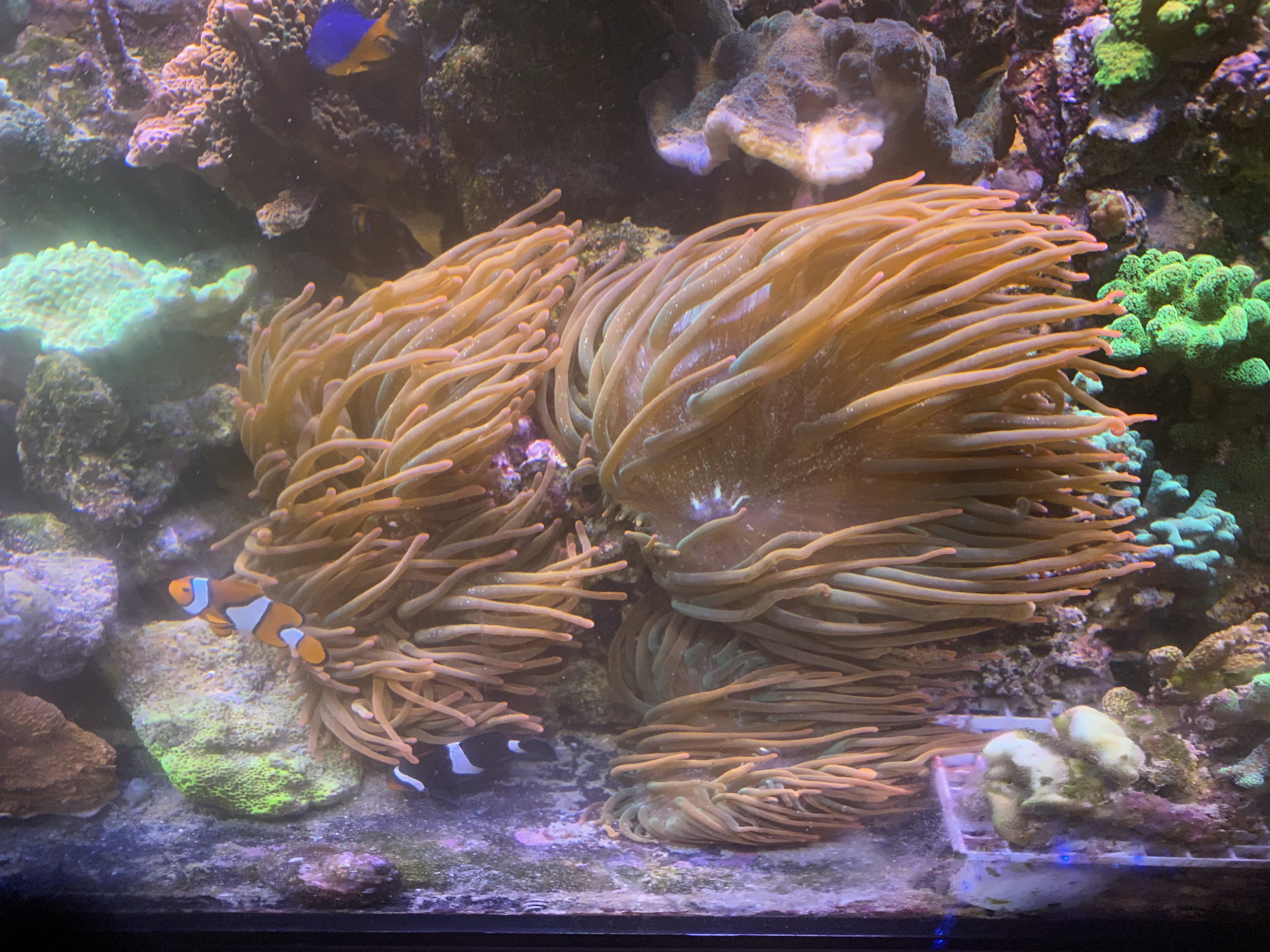  Just as on the reef, anemones do best when in moderate to strong flow.