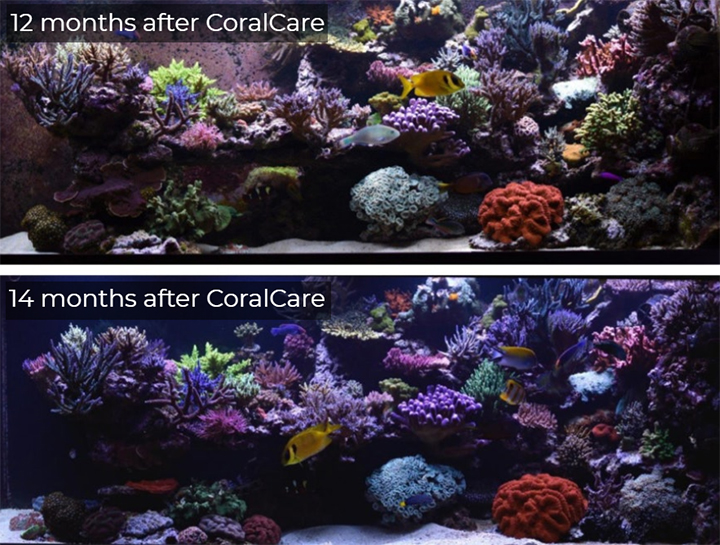 Luv Vogel of Philips Experienced Abundant Coral Growth Under the CoralCare Gen1 Prototype Lights