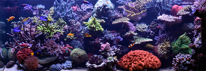 CoralCare creator Luc Vogels' reef aquarium 20 months after upgrading to the Gen1.1 fixtures.