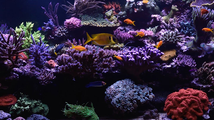 Luc Vogels' Reef Aquarium with Philips CoralCare Gen1 Lighting