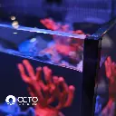OctoCrystalClearGlass.webp