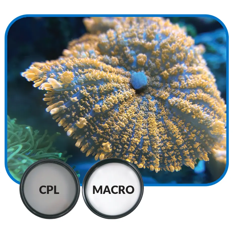 IC_CameraFilter_MacroExample.webp