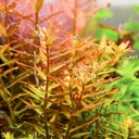 plant.jpg