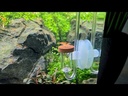 youtube - [Video]