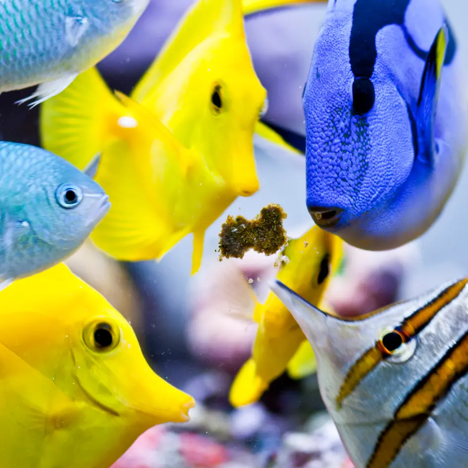 Easy Reefs Masstick Fish Food 1.webp