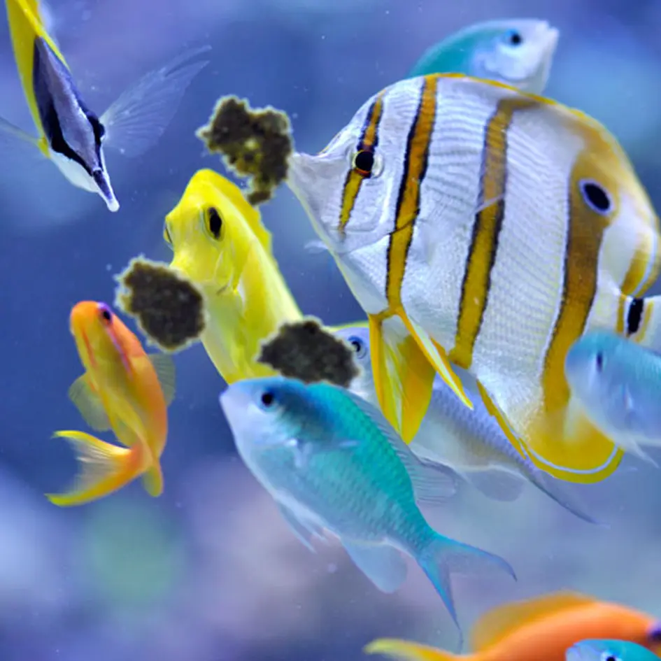 Easy Reefs Masstick Fish Food 2.webp