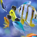 Easy Reefs Masstick Fish Food 2.webp