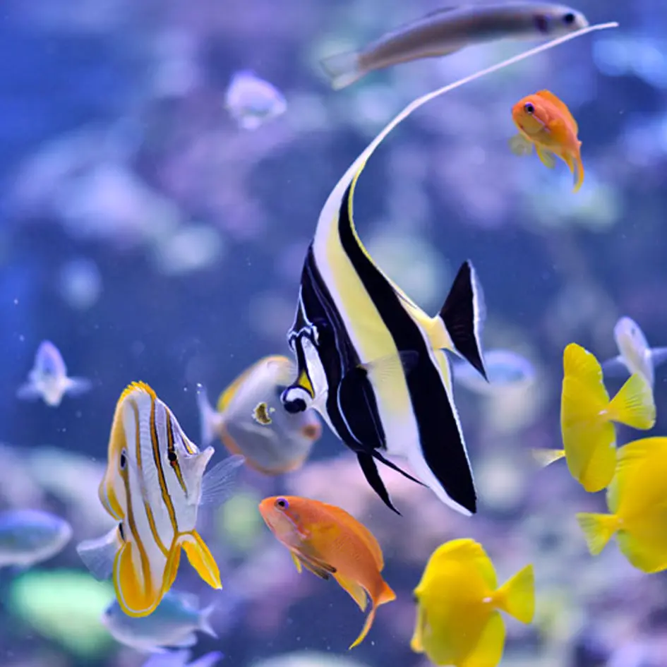 Easy Reefs Masstick Fish Food 3.webp