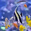 Easy Reefs Masstick Fish Food 3.webp