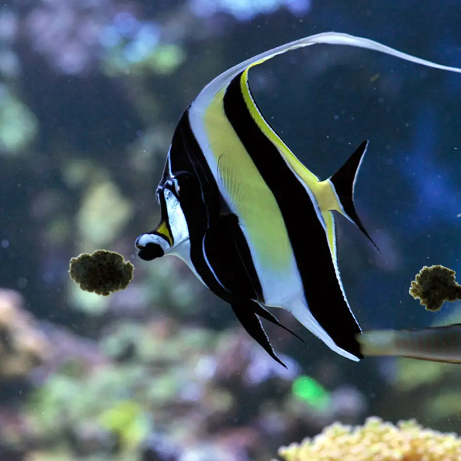 Easy Reefs Masstick Fish Food 4.webp