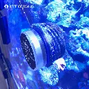 OctoPulseMaxMagnet2.webp