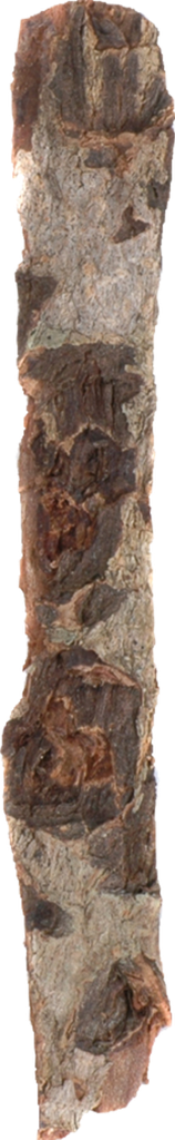Dennerle Nano Catappa Barks
