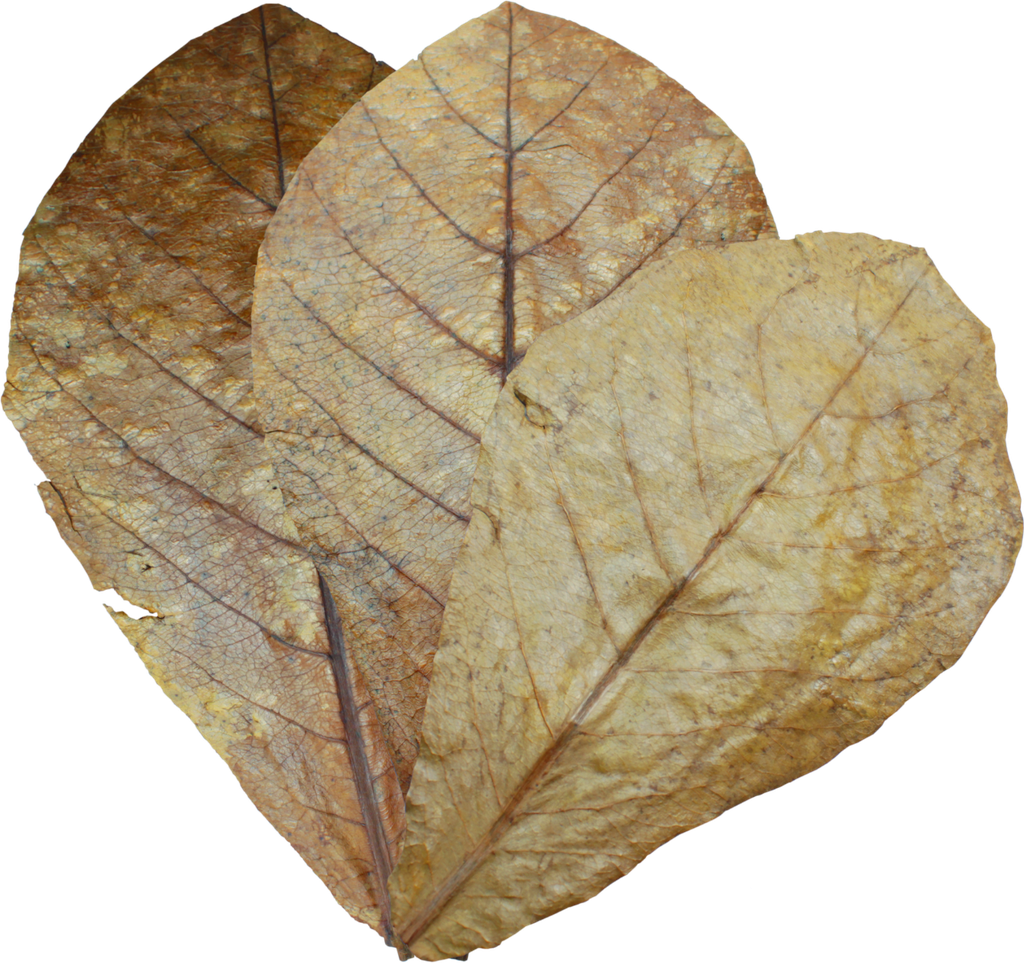 Dennerle Catappa Leaves