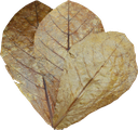 Dennerle Catappa Leaves