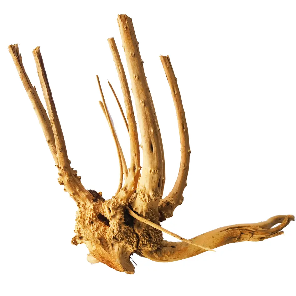 IceCap Pine Root